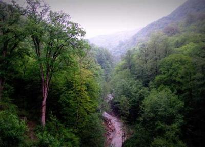 بیشترین لکه های جنگل های هیرکانی برای ثبت در یونسکو در استان مازندران قرار گرفته است