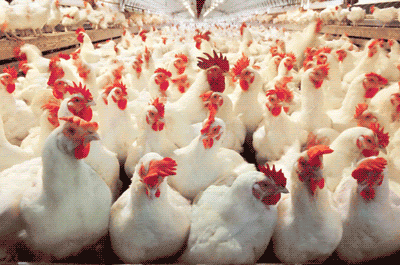 خرید توافقی گوشت مرغ برای کاهش زیان مرغداران