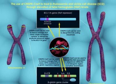 امیدواری به یک فناوری نوین ویرایش ژن برای درمان بیماری های خونی