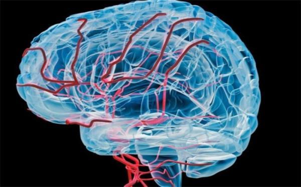 یافته های جدیدی از نقش سلول های ایمنی را در محافظت از مغز در برابر آلزایمر کشف شد
