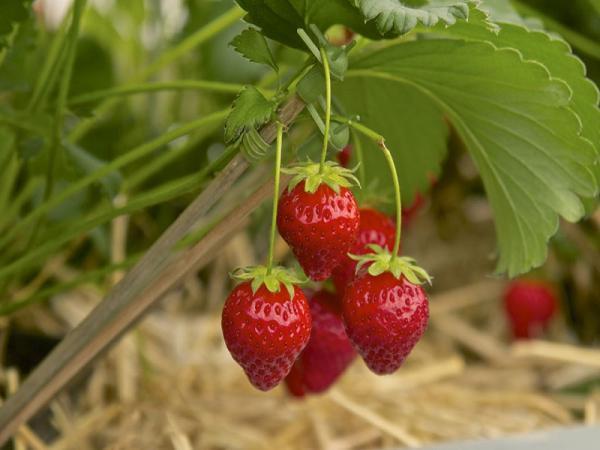 طراحی ساخت ویلا: آموزش گام به گام کاشت و پرورش توت فرنگی در گلدان و باغچه
