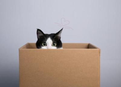 6 علت که نشان می دهد چرا گربه ها عاشق جعبه هستند